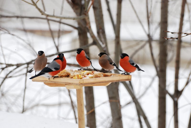 Покормите птиц зимой — 2024