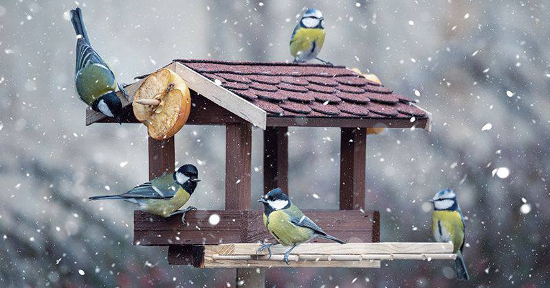Победители конкурса «Покормите птиц зимой-2025»!